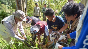 Petugas BKSDA Sumbar bersama tim patroli anak nagari (Pagari) memindahkan seekor anak harimau Sumatera (Panthera tigris sumatrae) yang masuk ke dalam kandang jebak di Nagari Palupuh, Agam, Sumatera Barat, Jumat (22/5/2026). [ANTARA FOTO/Fitra Yogi/nym]