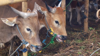 Penjual merawat sapi kurban jenis sapi bali di penampungan hewan kurban yang ada belakang kantor Wali Kota Jakarta Timur, Jumat (22/5/2026). [Suara.com/Alfian Winanto]