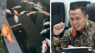 Listrik Padam Total 10 Jam Lebih, Puluhan Ikan Koi Wali Kota Pekanbaru Mati