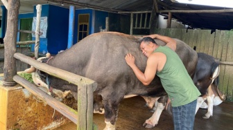 Bejo, Sapi Seberat 1 Ton Jadi Hewan Kurban Presiden Prabowo di Samarinda