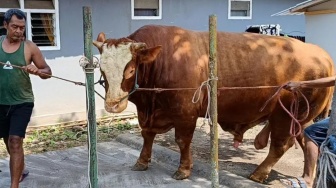 Tembus 1,14 Ton! Ini Penampakan Sapi 'Kang Jo' Lumajang yang Dibeli Prabowo dari Peternak Gen Z