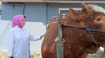 Tembus 1,14 Ton! Sapi 'Kang Jo' Lumajang yang Dibeli Prabowo dari Peternak Gen Z