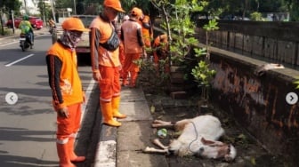 Geger! Kambing Kurban Mati Dibuang di Trotoar Cempaka Putih, PPSU Turun Tangan