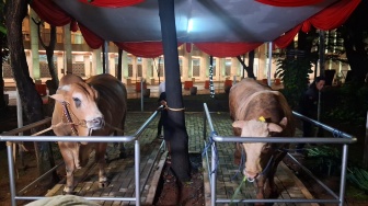 Hitung-hitungan Anggaran Sapi Kurban Prabowo Rp100 M dari APBN, Per Ekor Tembus Rp91 Juta?