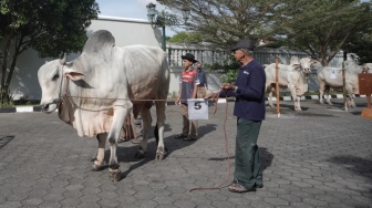Penjualan Hewan Kurban Turun 10 Persen, Pedagang Pusing Harga Pakan Naik Jelang Idul Adha