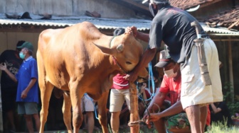 Urutan Bacaan saat Menyembelih Sapi atau Kambing Kurban, Dari Basmalah hingga Doa Keberkahan