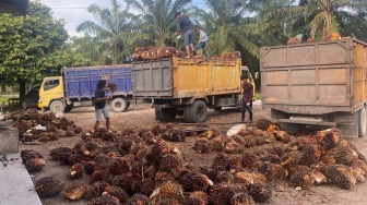 Harga Sawit Riau Makin Ambruk, Ini Daftar Lengkap Periode 3-9 Juni 2026