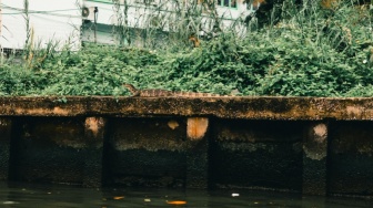 Satwa Liar Muncul di Perkotaan, Benarkah Tanda Rusaknya Habitat Alami?