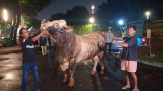 Gagah! Sapi Kurban 'Kelas Berat' 1 Ton Milik Prabowo Tiba di Masjid Istiqlal