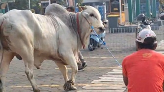 Sapi Jumbo Prabowo Ngamuk di Surabaya, Seruduk Bocah hingga Bikin Panik Warga!