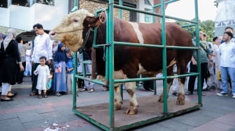 Dibesarkan di Ujungberung, Sapi Khas Jawa Tengah Ini Dipilih Presiden untuk Idul Adha
