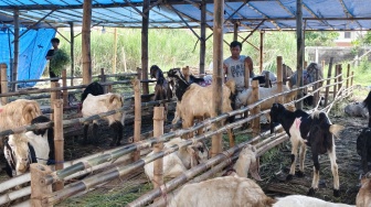 Geliat Bisnis Hewan Kurban di Surabaya, Pilih Tahan Harga demi Pelanggan