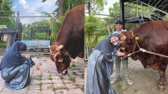 Momen Ria Ricis Nangis Saksikan Sapi Kurban Miliknya Disembelih