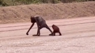 Viral Lagi, Terungkap Kondisi Terkini Orangutan Kurus dan Anaknya di Kutai Timur