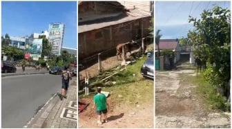 Viral! Sapi Kurban di Ciputat Ngamuk dan Lepas, Lari Sampai ke Asrama Putri UIN!