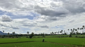 101 Proyek Irigasi Baru Diusulkan ke Pusat: Siap Hijaukan 13 Ribu Hektare Sawah di Lampung