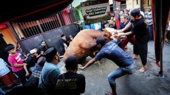 Pelipur Lara! Gubernur Pramono Kurban Sapi 1,1 Ton untuk Korban Kebakaran Tamansari