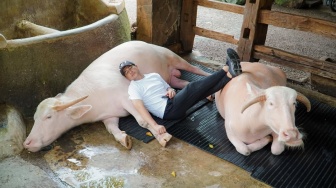 Berapa Harga Sapi Jumbo yang Dibeli Raffi Ahmad dari Irfan Hakim?