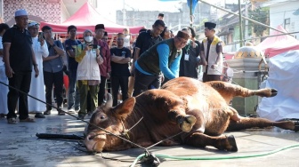 Sapi Kurban Presiden Prabowo 923 Kilogram Disembelih di Makassar
