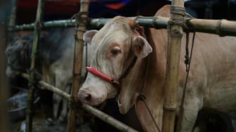 Polemik Kurban 1.098 Sapi dari APBN Rp100 Miliar: Uang Presiden atau Rakyat?