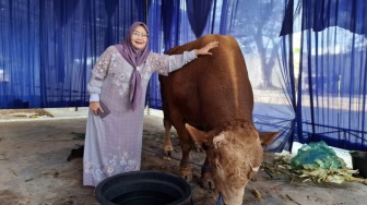 Lampung Kini Jadi Produsen Sapi Raksasa yang Dikembangkan Peternak Rakyat