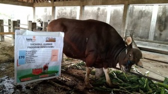 Inovatif! Muhammadiyah Jateng Ubah Daging Kurban Jadi Logistik Kaleng Tahan 2 Tahun