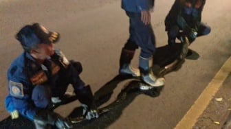 Geger! Ular Piton Nyeberang di Depan Polres Gresik Bikin Warga Panik