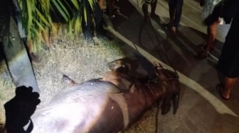 Bukan karena Disembelih, 2 Kerbau Kurban di Kudus Tumbang Didor Polisi