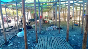 Pedagang Kambing Kurban di Mataram Raup Untung Besar Tahun Ini, Begini Triknya!