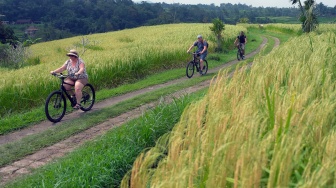 Wisatawan mancanegara bersepeda di area persawahan padi beras merah di Daya Tarik Wisata (DTW) Jatiluwih, Tabanan, Bali, Kamis (28/5/2026). [ANTARA FOTO/Nyoman Hendra Wibowo/YU]