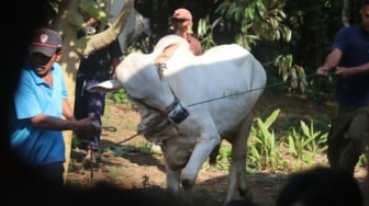 Sapi Kurban APBN Rp100 Miliar: Saat Menkeu Mengaku Ketinggalan Info