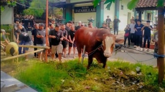 Sapi Jumbo 1,1 Ton Bertulis TIW Dikirim Ke Masjid Komplek Amien Rais di Sleman
