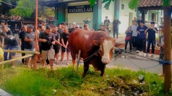 Warga Dekat Rumah Amien Rais Geger, dapat Kiriman Sapi Kurban Misterius, Berat 1,1 Ton dari Pak TIW