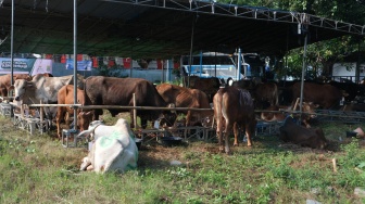 Peruri Tebar Hewan Kurban ke 4 Daerah