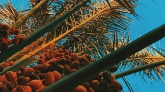India 'Buang Muka' dari Sawit Indonesia, Harga Referensi CPO Juni 2026 Terkoreksi 1,91 Persen