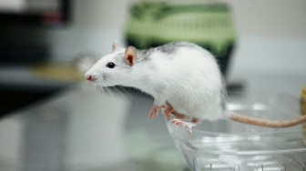 4 Cara Mudah Mengusir Tikus dari Rumah, Tak Perlu Racun!