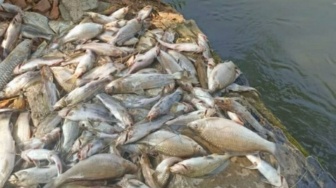Ribuan Ikan Mati Mengambang di Karawang, Warga Diminta Jangan Konsumsi