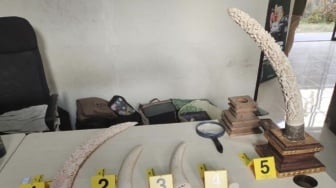 Perdagangan Gading Gajah di Bali Terbongkar