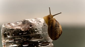 Snail Mucin untuk Apa? Ini 6 Manfaatnya untuk Kesehatan Kulit Wajah
