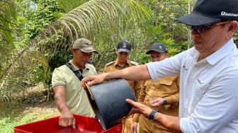 PTBA Dampingi Petani Kopi Sawahlunto, Panen Meningkat dan Nilai Tambah Terbuka