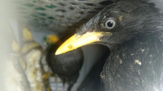 Penyelundupan 172 Burung Ilegal Terhenti di Kabin Truk di Pelabuhan Bakauheni