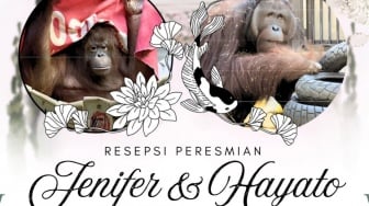 Orang Utan Kalimantan Jennifer dan Hayato 'Menikah', Resepsi Unik Digelar di Jepang