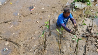 Tanam 1.000 Mangrove di Tanjung Burung, Upaya Nyata Jaga Pesisir Tangerang