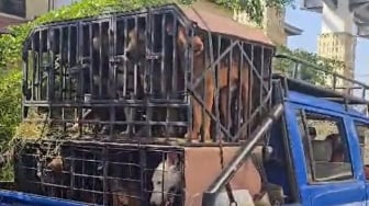 Bocah 9 Tahun Tewas Diterkam Anjing Pemburu, Kasus Naik ke Penyidikan