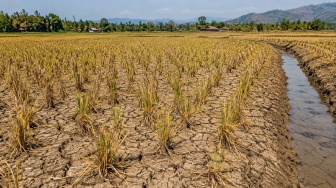 600 Hektare Sawah di Nagan Raya Dilanda Kekeringan, Ancaman Gagal Panen Mengintai Petani