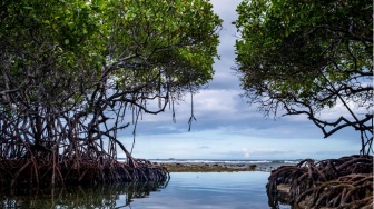 Empat Dekade Dipantau Satelit, Hutan Mangrove Dunia Menunjukkan Tanda-Tanda Pemulihan