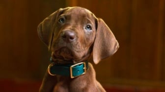 Tayang 2027, Serial Live Action Scooby-Doo Pamer First Look di Instagram