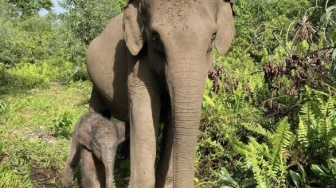 Kapolda Riau Beri Nama Nona Seroja untuk Anak Gajah di Tesso Nilo, Apa Maknanya?