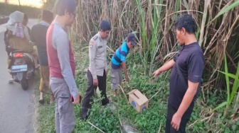 Kardus di Kebun Tebu: Bayi Berjaket Merah Ditemukan Tak Bernyawa di Malang