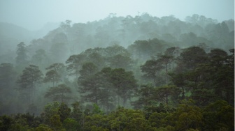 Bukan Hanya Soal Suhu: Apa yang Membuat Hutan Bumi Menyerap Lebih Banyak Karbon?